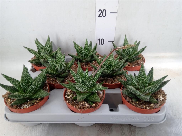 <h4>xGasterhaworthia  'Royal Highness'</h4>