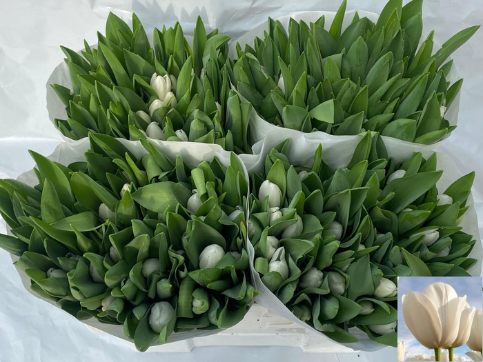 <h4>TU EN ROYAL VIRGIN</h4>