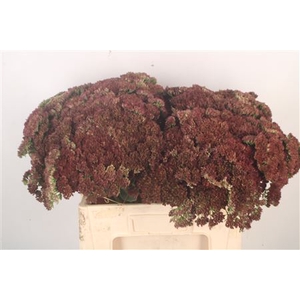 Sedum Spectabile