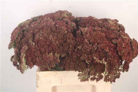 <h4>Sedum Spectabile</h4>