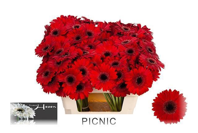 <h4>GE MI PICNIC</h4>