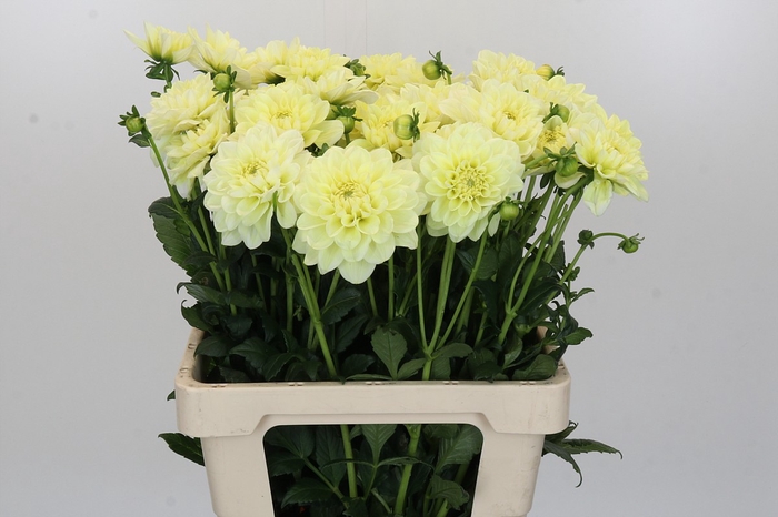 Dahlia Champagne