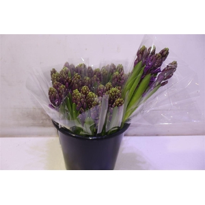 Hyac Purple Sensatio