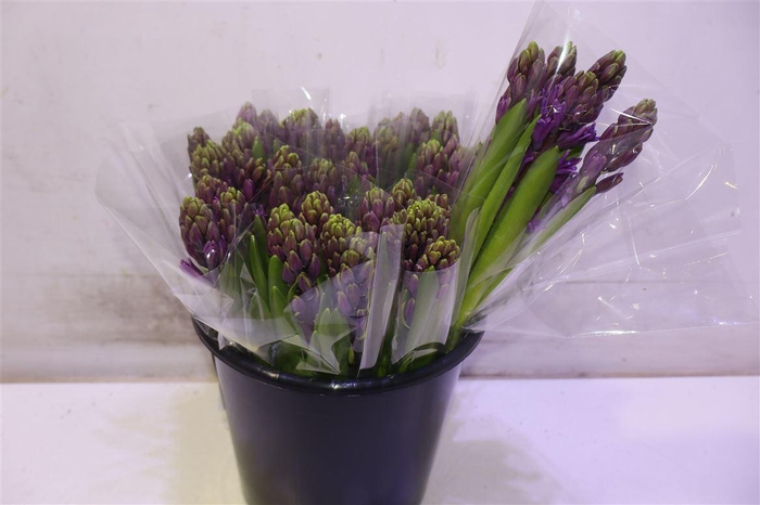 <h4>Hyac Purple Sensatio</h4>