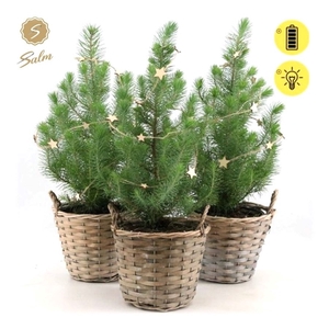 Pinus pinea 'Silver Crest' P17 in Basket + Starlight