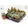 arr8 Cactus Gem