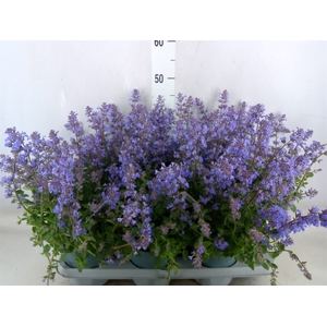 Nepeta faassenii  'Purrsian Blue'