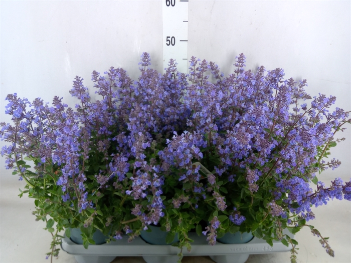 <h4>Nepeta faassenii  'Purrsian Blue'</h4>