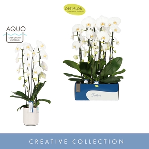 Phalaenopsis wit meer takken
