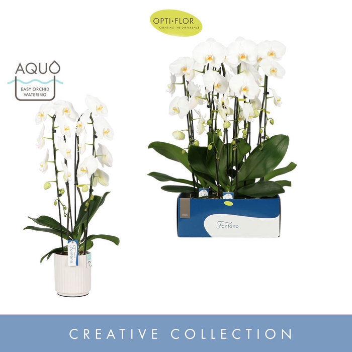 <h4>Phalaenopsis wit meer takken</h4>