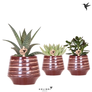Kolibri Greens Succulenten mix in Moonstone pot red