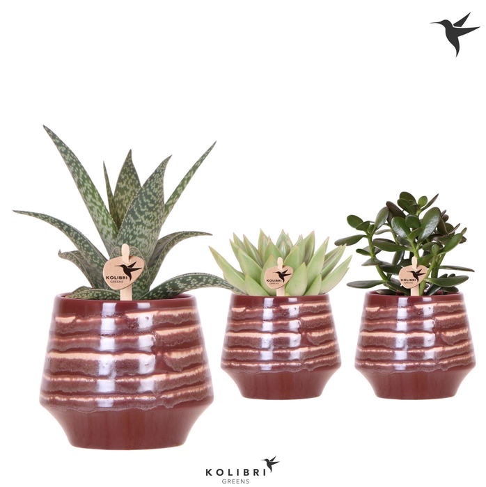 <h4>Kolibri Greens Succulenten mix in Moonstone pot red</h4>