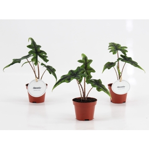 Alocasia  'Jacklyn'