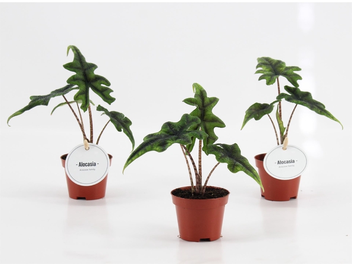 <h4>Alocasia  'Jacklyn'</h4>
