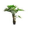 Philodendron wasimbu green 155