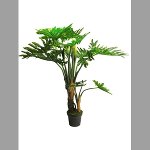 Philodendron wasimbu green 155
