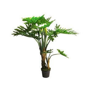 Philodendron wasimbu green 155