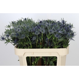 Eryngium Planum
