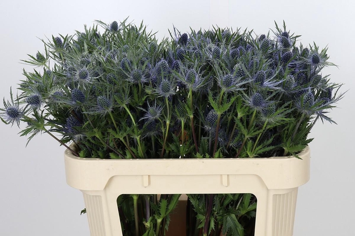 <h4>Eryngium Planum</h4>