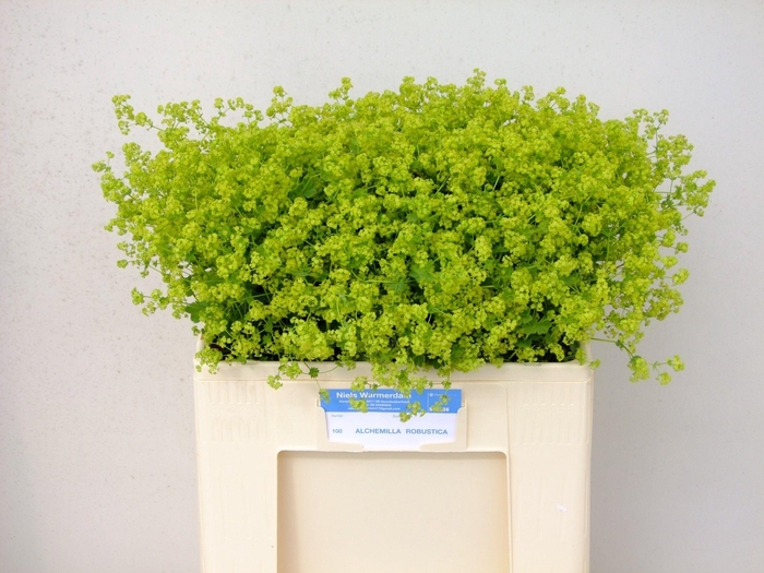 <h4>Alchemilla Robustica 60cm</h4>
