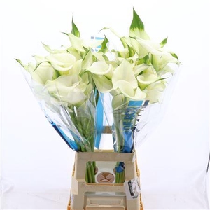 Calla Ventura | Dubbelbloemig