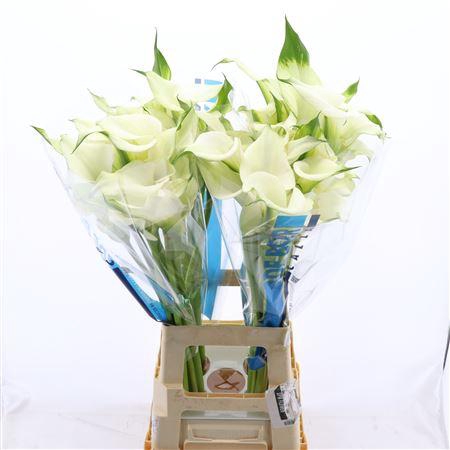 <h4>Calla Ventura | Dubbelbloemig</h4>