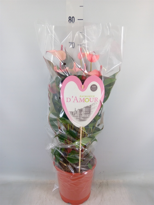 <h4>Anthurium  'Pr. Amalia Hot Lips''</h4>