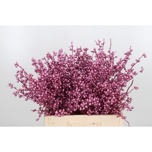 Ilex Kl Bh Metallic Roze