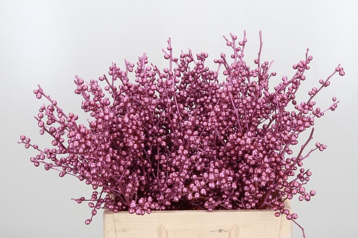 <h4>Ilex Kl Bh Metallic Roze</h4>