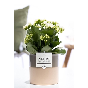 Kalanchoe white in P&PURE Tess 2 ceramics green