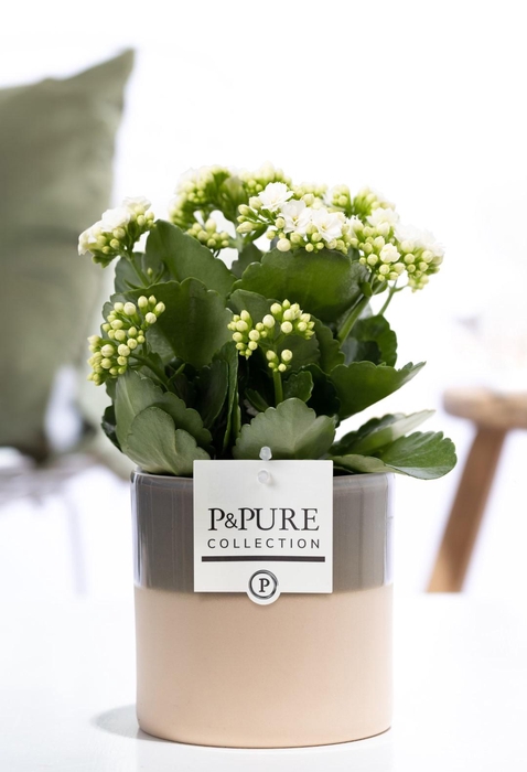 <h4>Kalanchoe white in P&PURE Tess 2 ceramics green</h4>