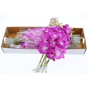 Dendro Queen Pink X40