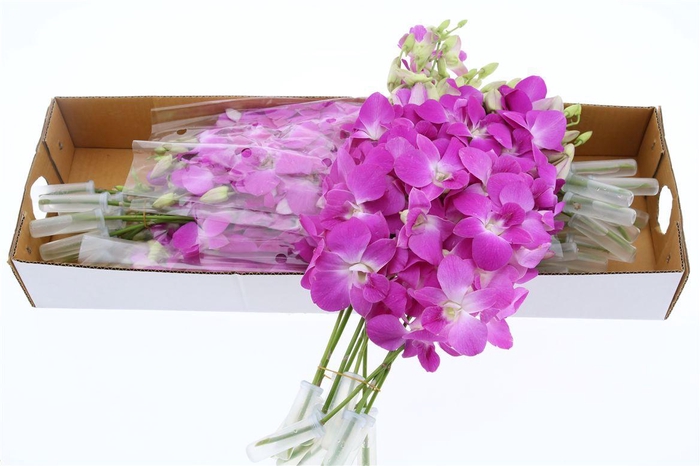 <h4>Dendro Queen Pink X40</h4>