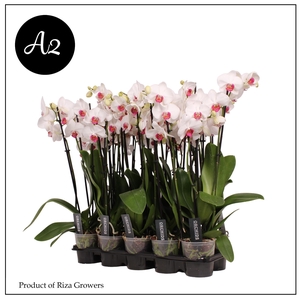 Phalaenopsis A2 Red Lip 2+ spike – 12cm