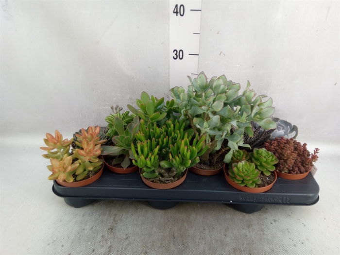 <h4>Succulents   ...</h4>