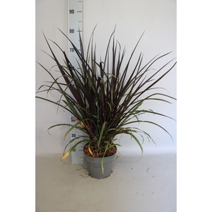 vaste planten 19 cm  Pennisetum Princess Caroline