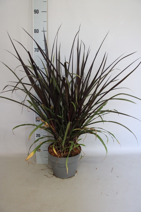 <h4>vaste planten 19 cm  Pennisetum Princess Caroline</h4>
