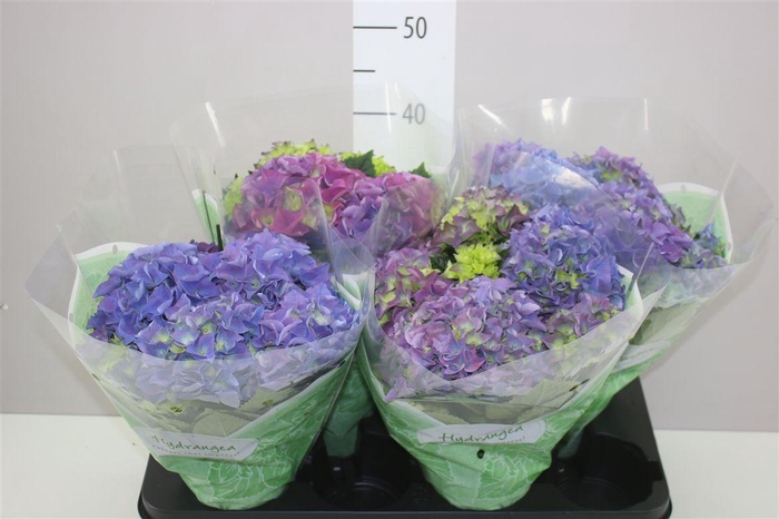 <h4>Hydrangea Early Blue 7-8</h4>