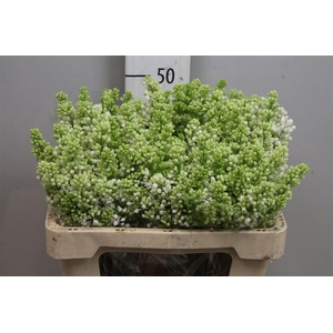 Syr V Mme Fl Stepman 4+