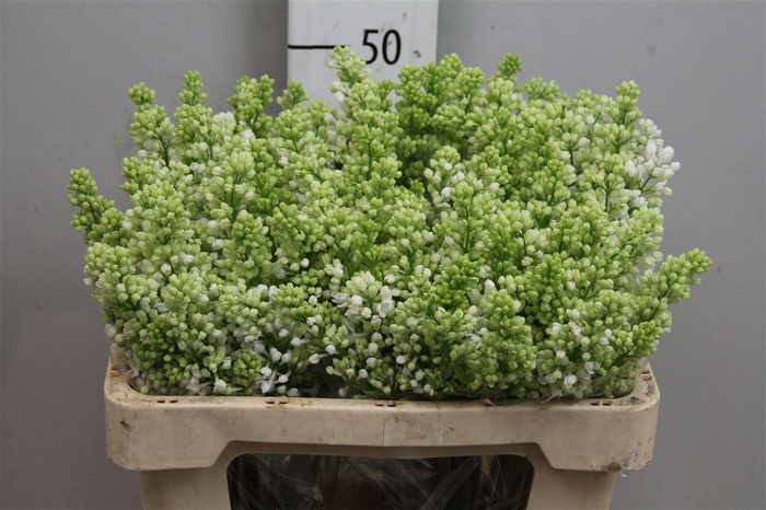 <h4>Syr V Mme Fl Stepman 4+</h4>