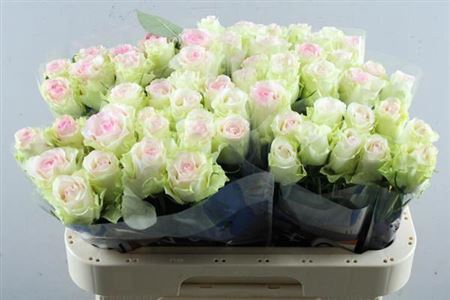 <h4>R Gr Pink Journey</h4>