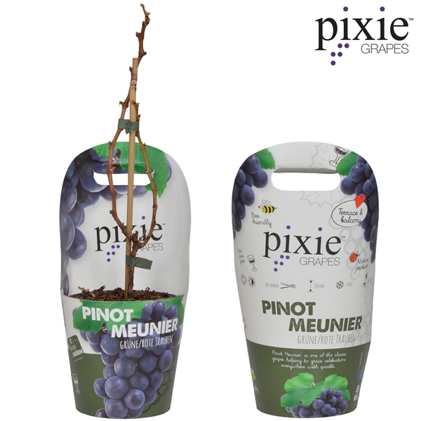 <h4>Vitis Pixie 'Pinot Noir' Bio P14 Potcover</h4>