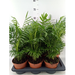 Chamaedorea elegans