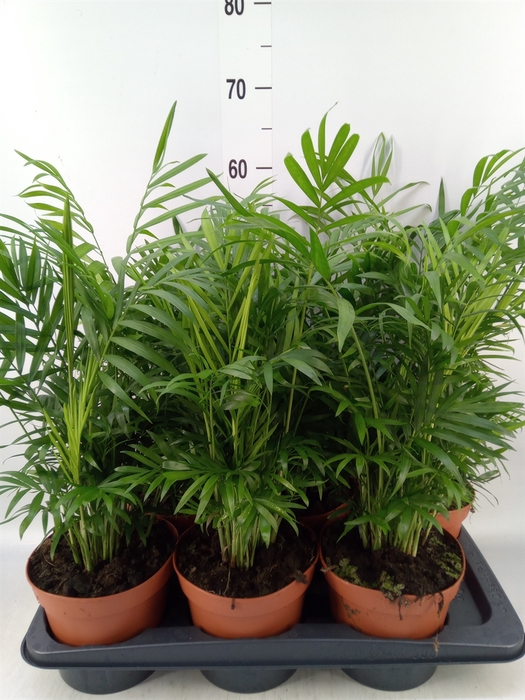 <h4>Chamaedorea elegans</h4>