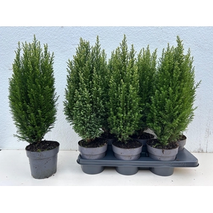 Chamaecyparis law. Snow White 15Ø 53cm