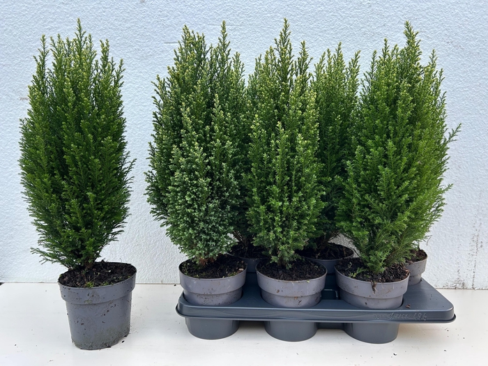 Chamaecyparis law. Snow White 15Ø 53cm