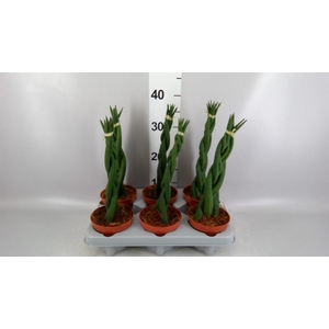 Sansevieria cyl.  ...