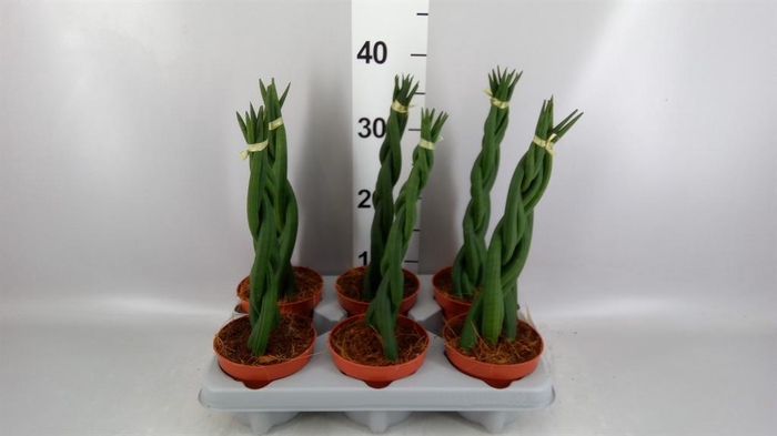 <h4>Sansevieria cyl.  ...</h4>