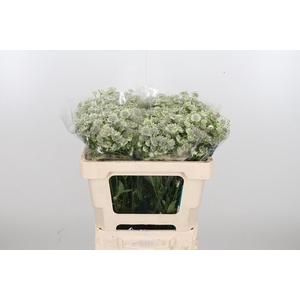 Astrantia Wit Billion Stars