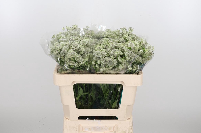 <h4>Astrantia Wit Billion Stars</h4>